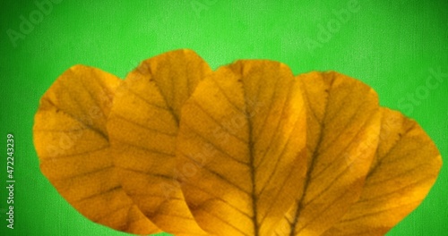 Close-up of yellow autumn leaves isolated on green background with copy space