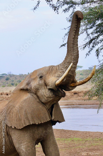 Bull elephant © Elizabeth