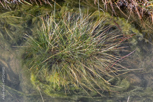 Grasbüschel im Teich