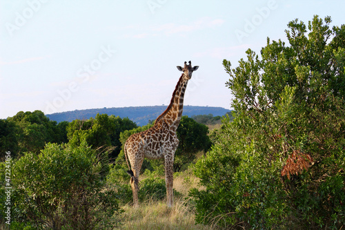 Photography Giraffe