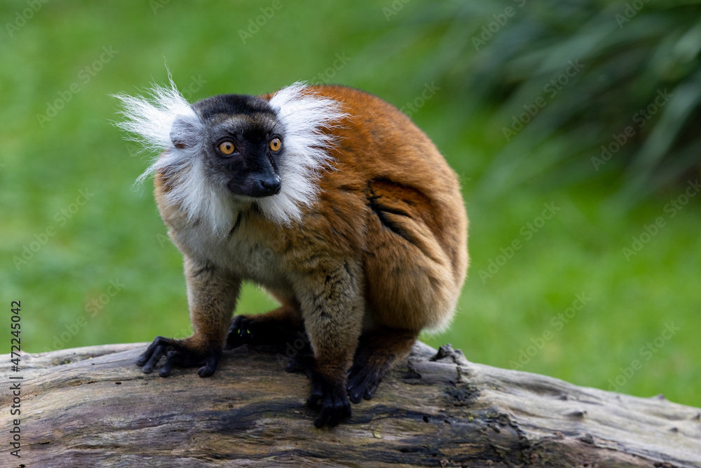 Fototapeta premium Female Black lemur, Eulemur macaco, sitting on a piece of wood. The moor lemur is a species from the family Lemuridae and occurs in moist forests in the Sambirano region of Madagascar. High quality