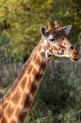 Kordofan giraffe or Giraffa camelopardalis antiquorum, also known as the Central African giraffe against a green natural background. Wildlife animal. High quality photo © Bjorn B