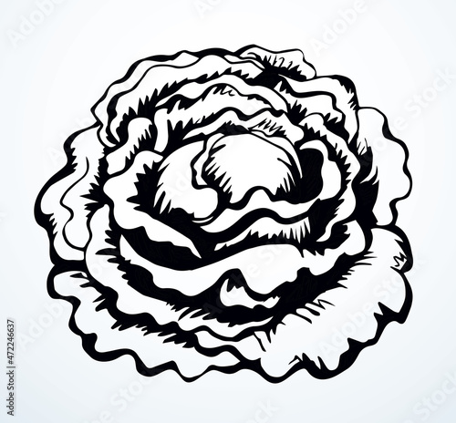 Cabbage. Vector drawing icon sign