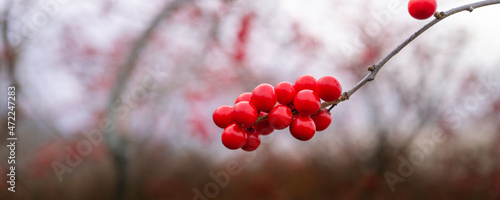 Fotografie Winterberry Holly or Ilex Verticillata fruits in winter