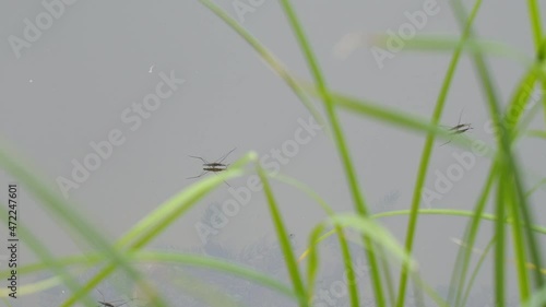 Water striders on the water pond. Gerridae, Water skipper photo