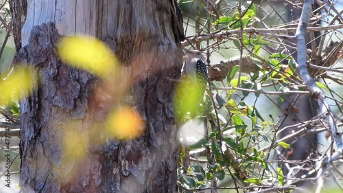 Red-bellied woodpecker hunting bugs on a pine tree