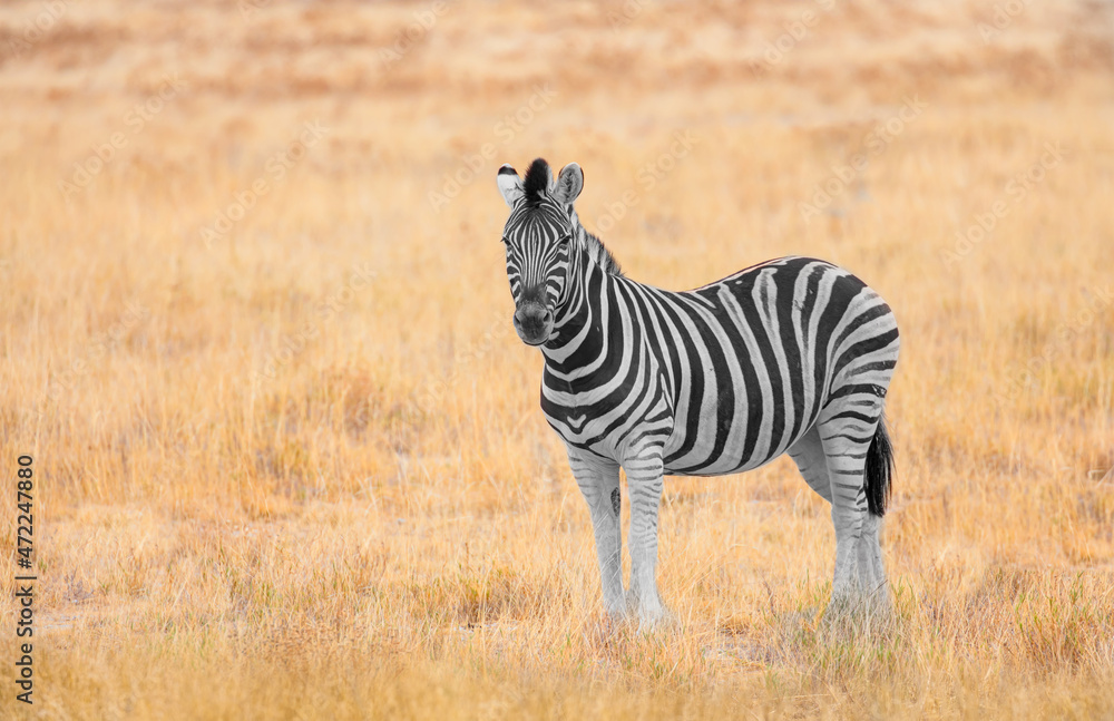 Fototapeta premium Herd of zebras in yellow grass - Etosha National Park, Namibia