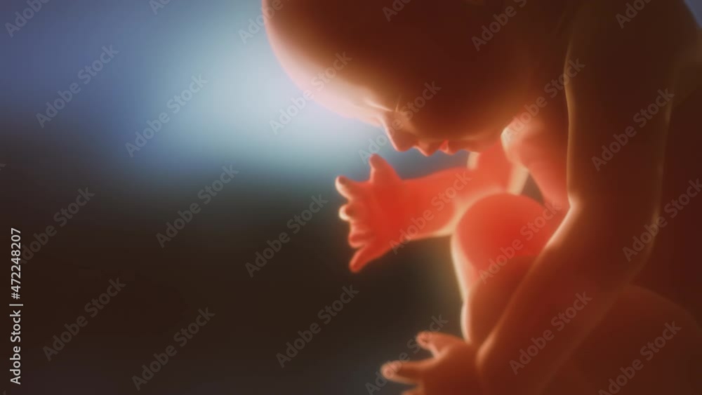 Human fetus. Child in the womb. Human fetus. Child in the womb.