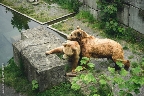 European brown bears in Bern Bear (Bären Park) in Bern, Switzerland photo