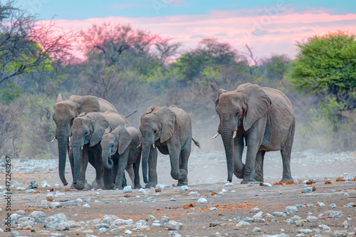 A herd of African Elephants approaching a water hole at red sunset - Ethosha National Park  Nemibia