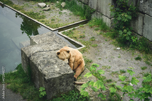 European brown bear in Bern Bear (Bären Park) in Bern, Switzerland photo