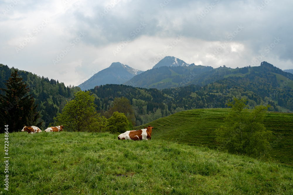 Cows lay grazing and resting in a grassy pasture in Gruyères, Switzerland on a cloudy spring afternoon Cows lay grazing and resting in a grassy pasture in Gruyères, Switzerland on a cloudy spring afternoon