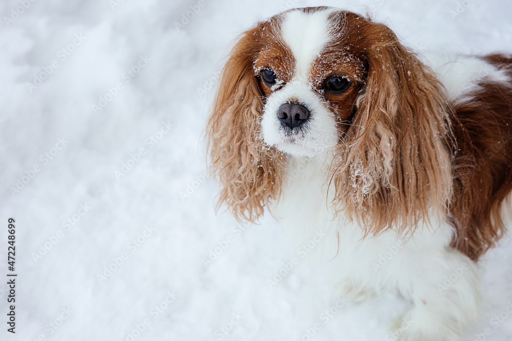 face of pet dog, Cavalier King Charles Spaniel, is strewn with snow. Winter drifts. Portrait of handsome dog