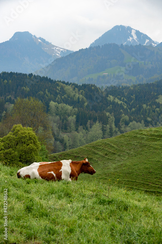 A cow grazes and rests in a grassy pasture in Gruyères, Switzerland on a cloudy spring afternoon