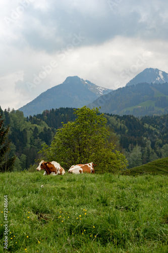 Cows lay grazing and resting in a grassy pasture in Gruyères, Switzerland on a cloudy spring afternoon
