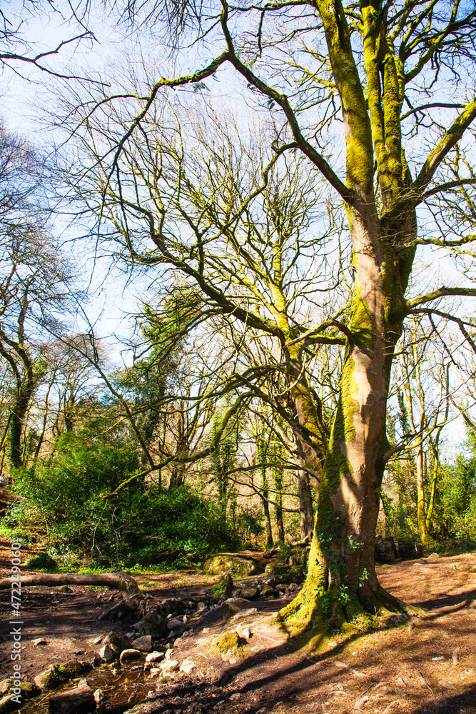 Fototapeta premium trees in the park