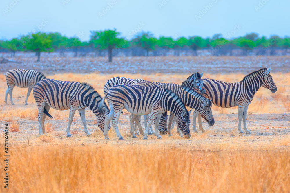 Fototapeta premium Herd of zebras in yellow grass - Etosha National Park, Namibia