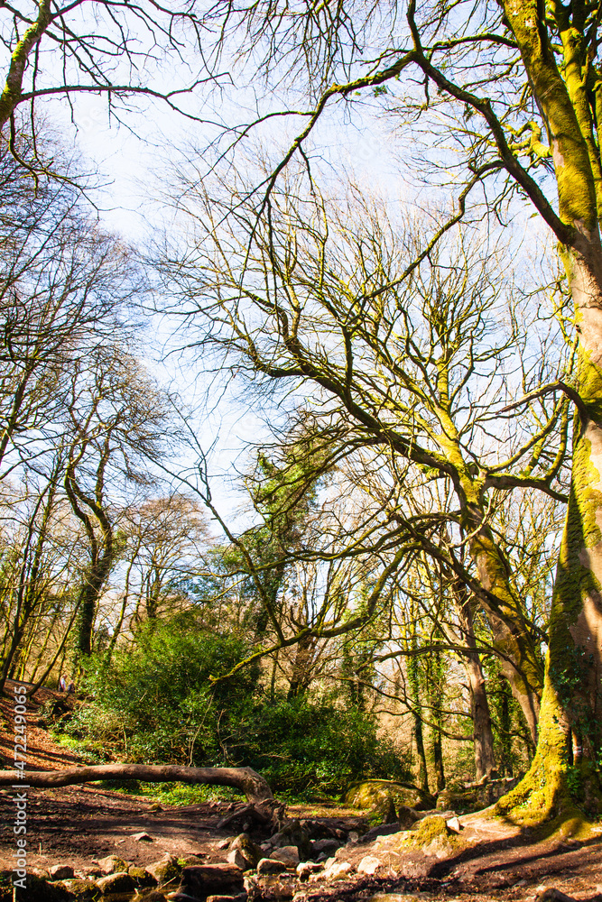 trees in autumn