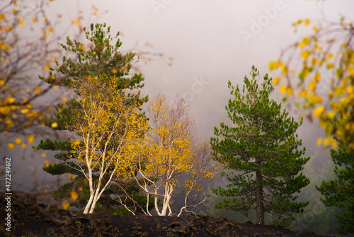 Betulla Aetnensis in autunno photo