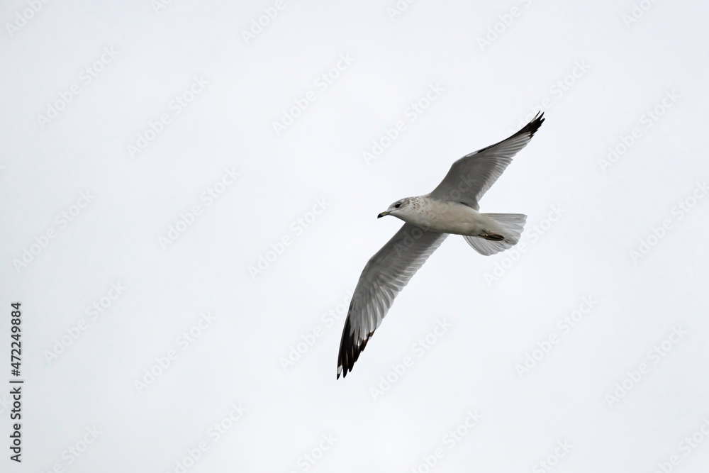 Laughing Gull with outstretched wings soaring in a cloudy sky. Laughing Gull with outstretched wings soaring in a cloudy sky.