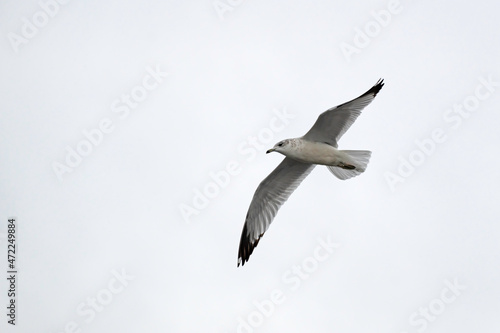 Laughing Gull with outstretched wings soaring in a cloudy sky.
