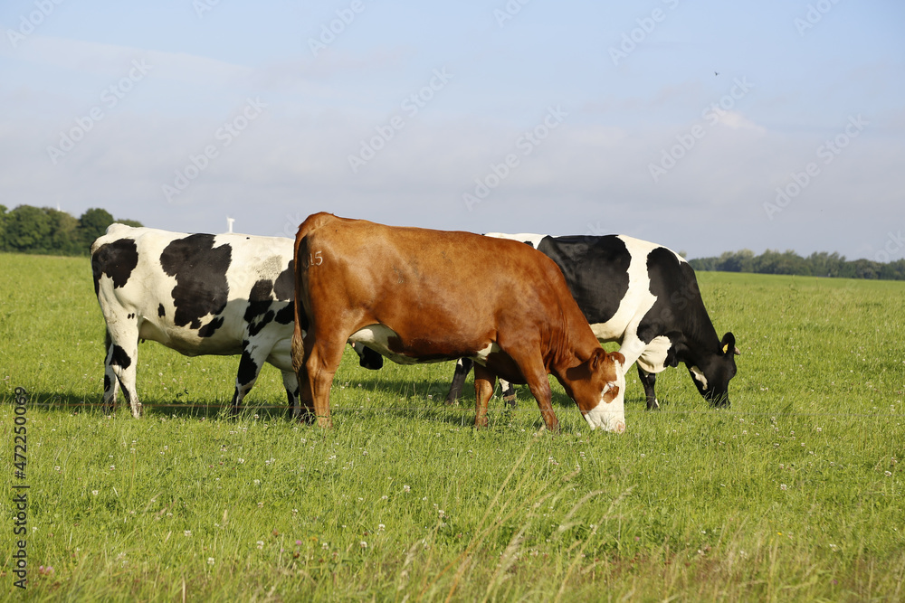 Closeup shot of cows grazing in a field on a sunny afternoon Closeup shot of cows grazing in a field on a sunny afternoon