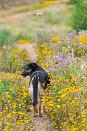 Black dog on a morning walk. Spring in the Algarve region of Portugal.