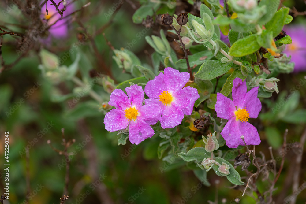 Cistus Albidus plant on a rainy day. Algarve Portugal. Cistus Albidus plant on a rainy day. Algarve Portugal.