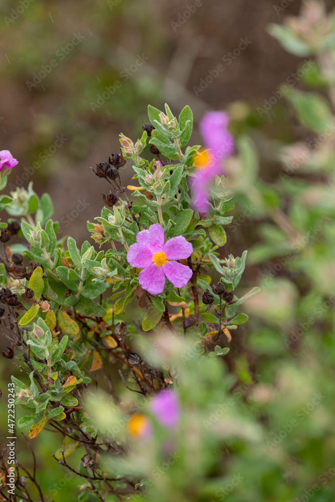 Cistus Albidus plant on a rainy day. Algarve Portugal. Cistus Albidus plant on a rainy day. Algarve Portugal.