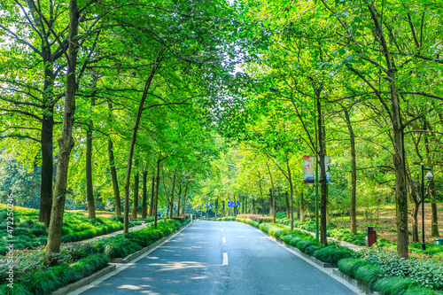 road in the forest