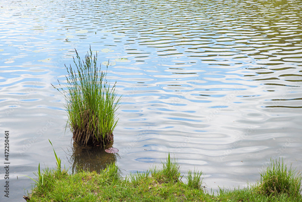 tuft of grass near lake shore, rippled water. Wellness background tuft of grass near lake shore, rippled water. Wellness background