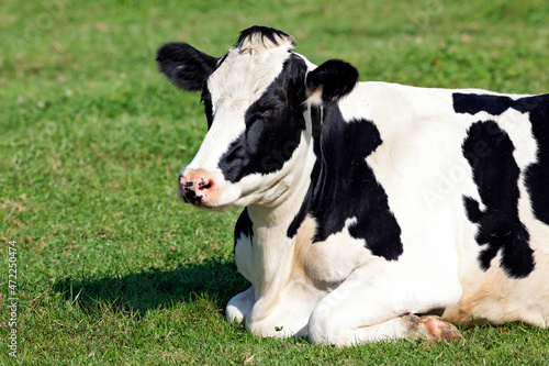 cow lying down on the grass