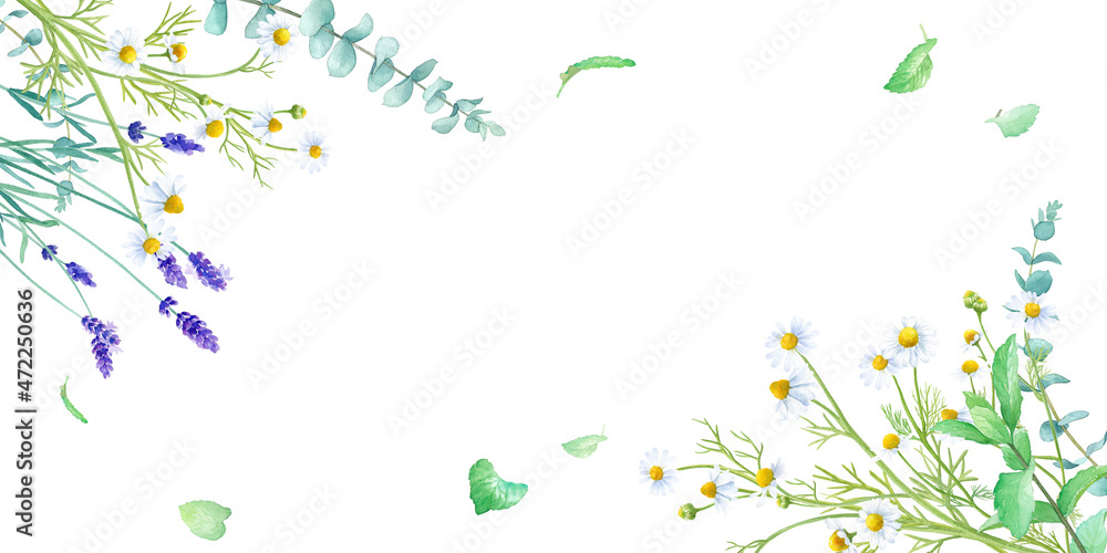 ハーブ カモミール ミント ラベンダー の水彩イラスト ハーバルフレーム装飾 Stock Illustration Adobe Stock