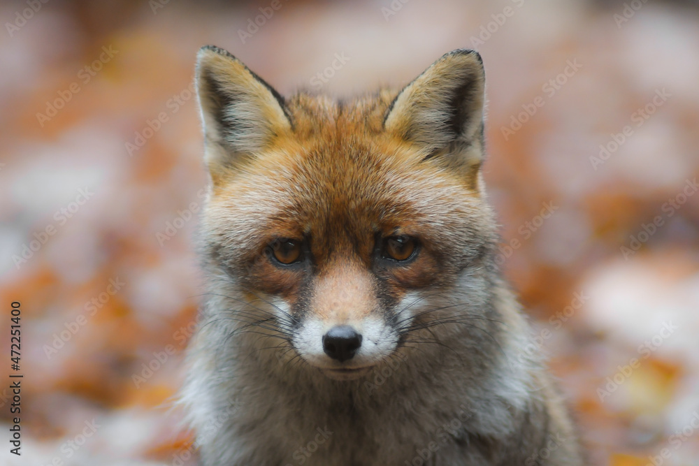 Fototapeta premium Ritratto di volpe (Vulpes vulpes) su sfondo chiaro,sguardo in primo piano