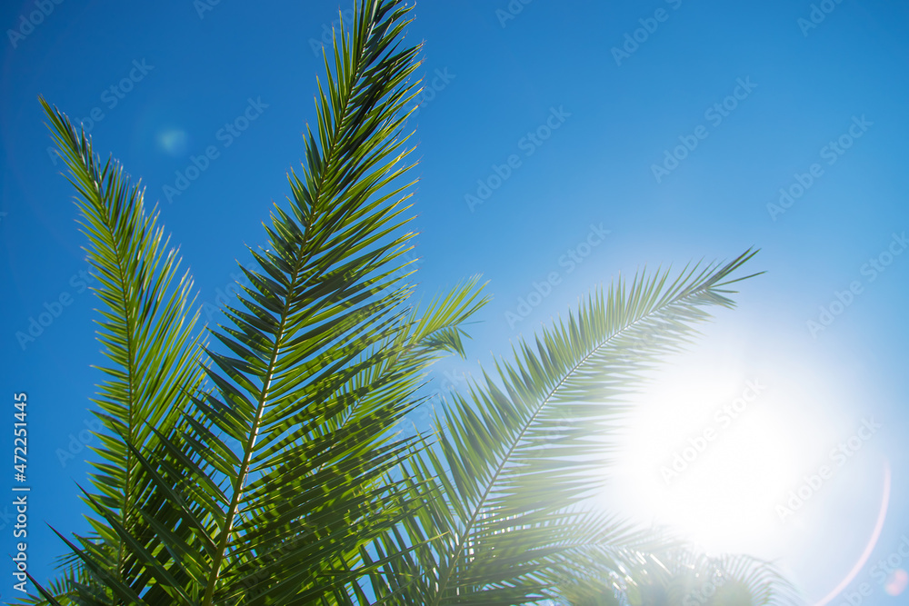 Palm leaves against the sky. Selective focus.