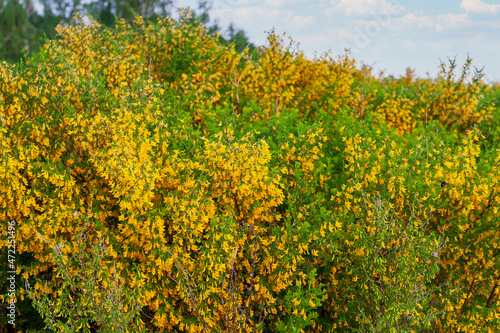 Steppe shrub with yellow flowers. Lush flowering of caragan. Steppe Acacia. photo