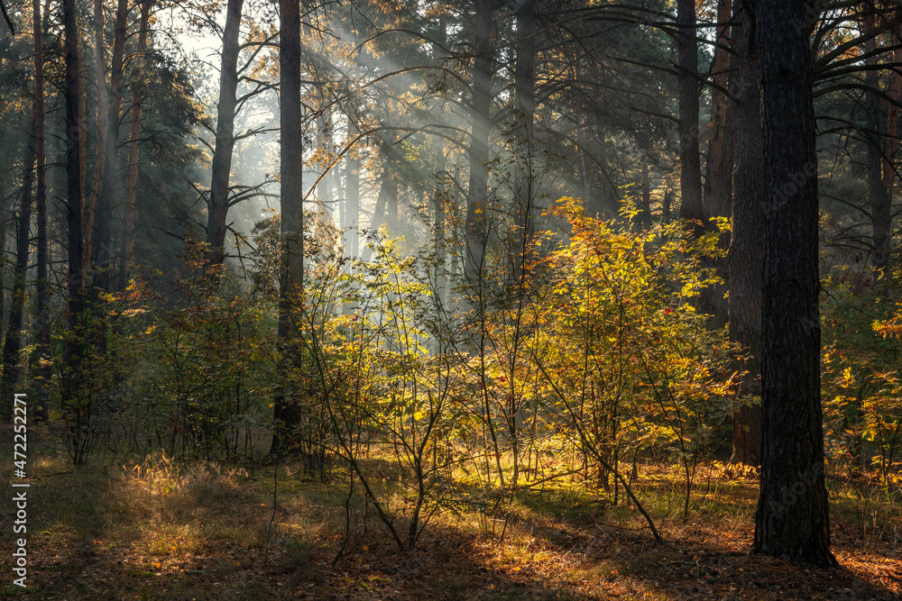 Fototapeta premium The sun's rays pierce the branches of the trees. Nice autumn morning.