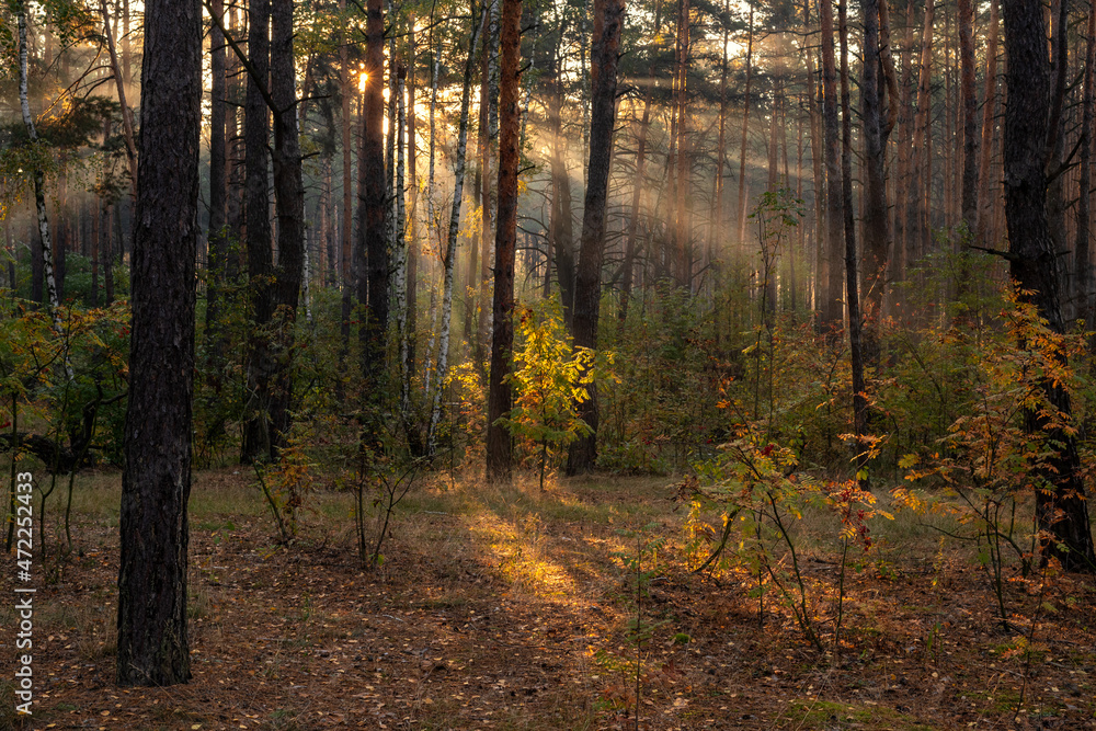The sun's rays pierce the branches of the trees. Nice autumn morning. The sun's rays pierce the branches of the trees. Nice autumn morning.