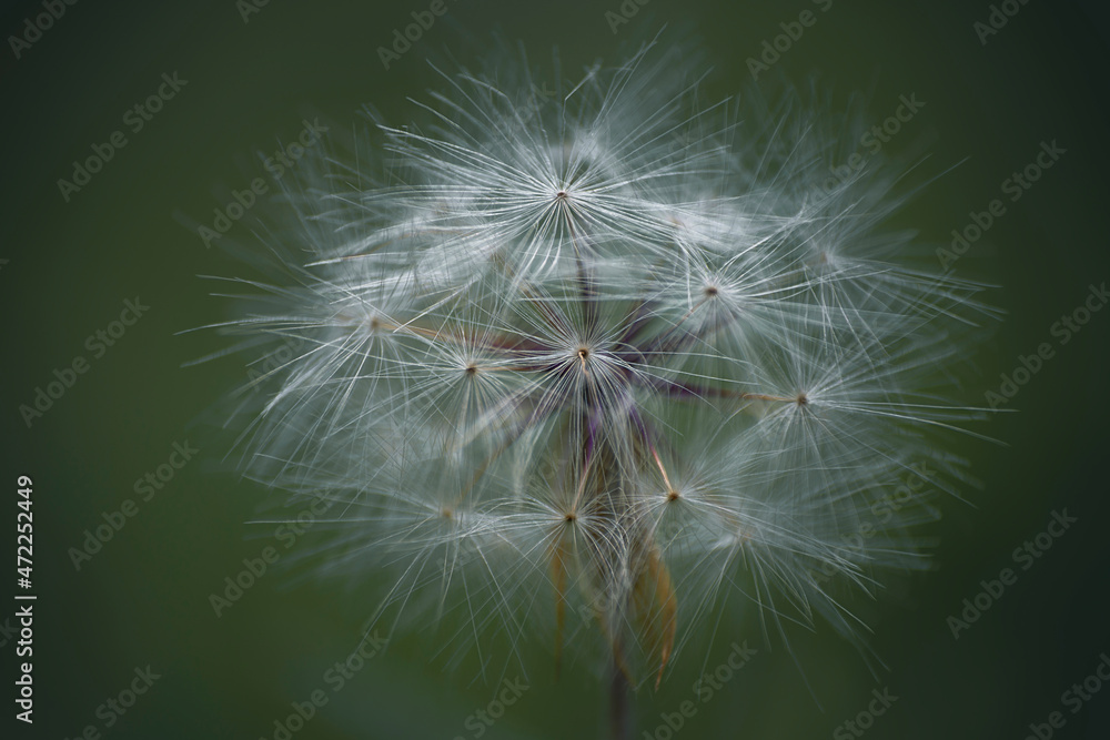 Fototapeta premium diente de leon