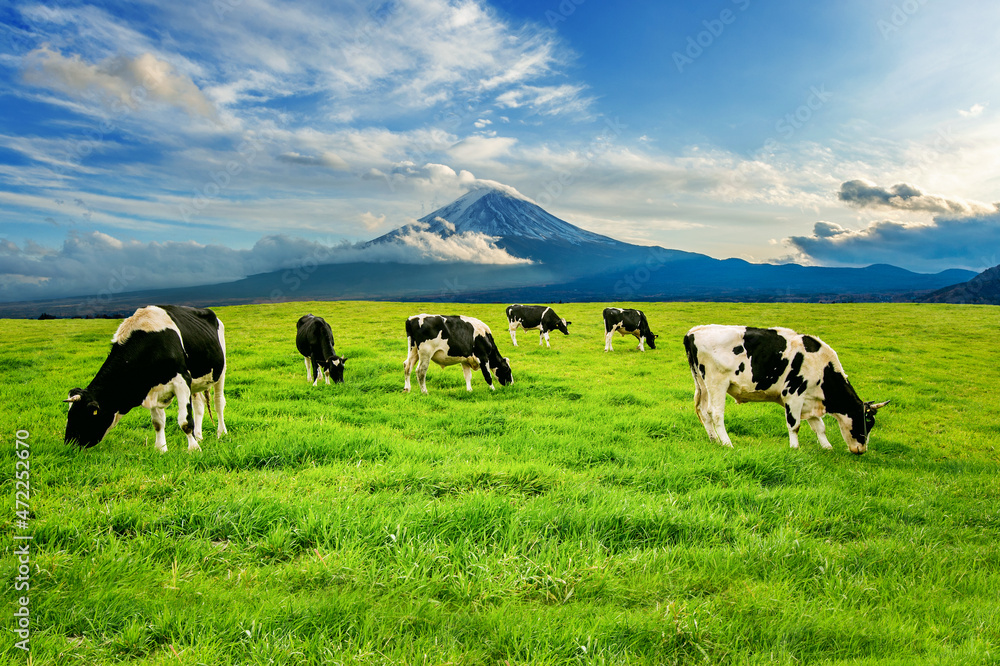 Cows eating lush grass on the green field in front of Fuji mountain, Japan. Cows eating lush grass on the green field in front of Fuji mountain, Japan.