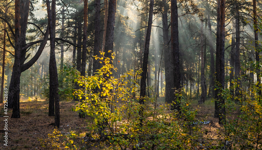 Fototapeta premium The sun's rays pierce the branches of the trees. Nice autumn morning.