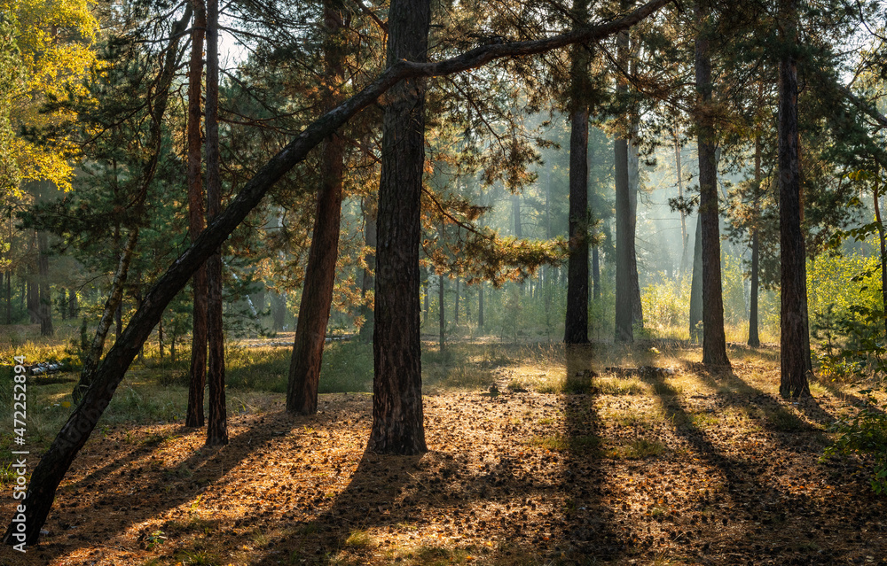 Fototapeta premium The sun's rays pierce the branches of the trees. Nice autumn morning.