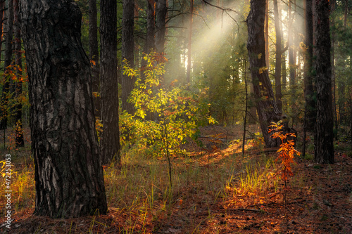 The sun's rays pierce the branches of the trees. Nice autumn morning. © Mykhailo