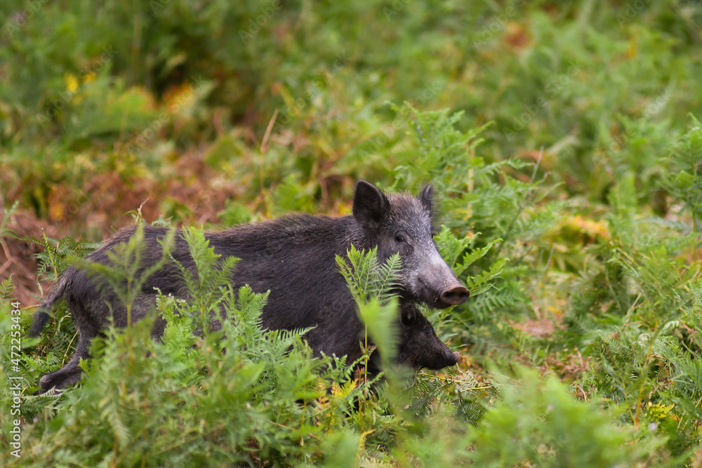 Cinghiale (Sus scrofa) tra le felci del sottobosco,primo piano Cinghiale (Sus scrofa) tra le felci del sottobosco,primo piano