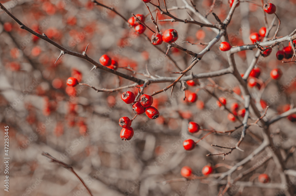 Red hawthorn. Medicinal plant. Use of hawthorn for the treatment of heart disease. Red hawthorn. Medicinal plant. Use of hawthorn for the treatment of heart disease.