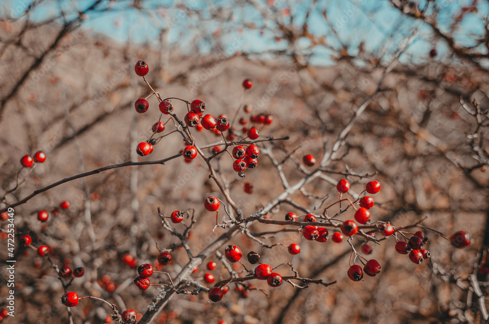 Red hawthorn berries on a bush without leaves. Blurred background. Red hawthorn berries on a bush without leaves. Blurred background.