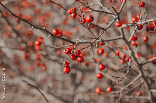 Red hawthorn. Medicinal plant. Use of hawthorn for the treatment of heart disease.