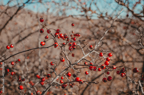 Red hawthorn berries on a bush without leaves. Blurred background.