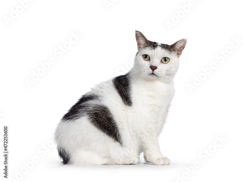 Canvas Print Manx cat sitting up side ways