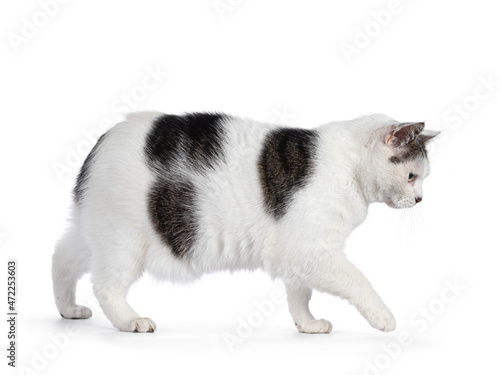 Foto Manx cat walking side ways